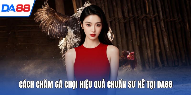 Cách Chăm Gà Chọi Hiệu Quả Chuẩn Sư Kê Tại DA88