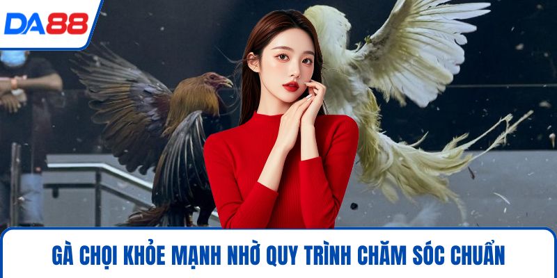 Gà chọi khỏe mạnh nhờ quy trình chăm sóc chuẩn