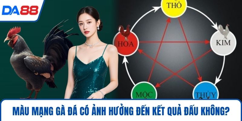 Màu mạng gà đá có ảnh hưởng đến kết quả đấu không?