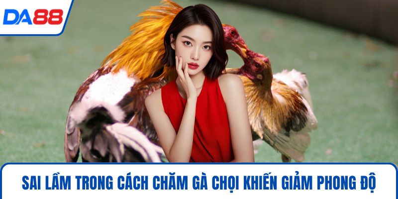 Sai lầm trong cách chăm gà chọi khiến giảm phong độ