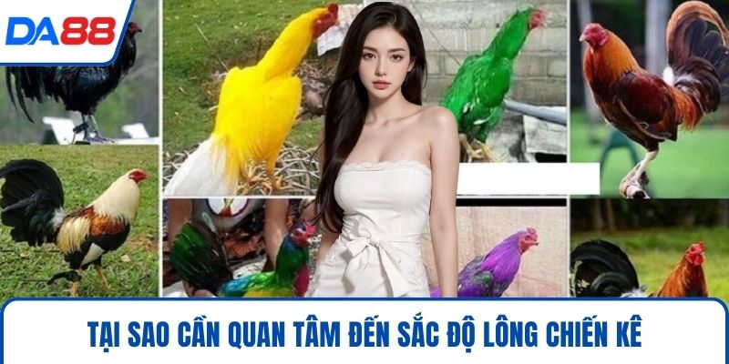 Tại sao cần quan tâm đến sắc độ lông chiến kê
